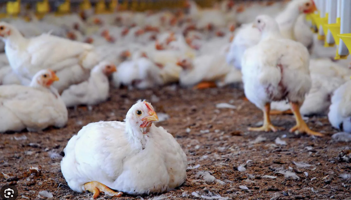 Chickens at the farm
