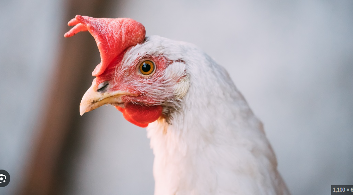 Fresh Chicken Supply