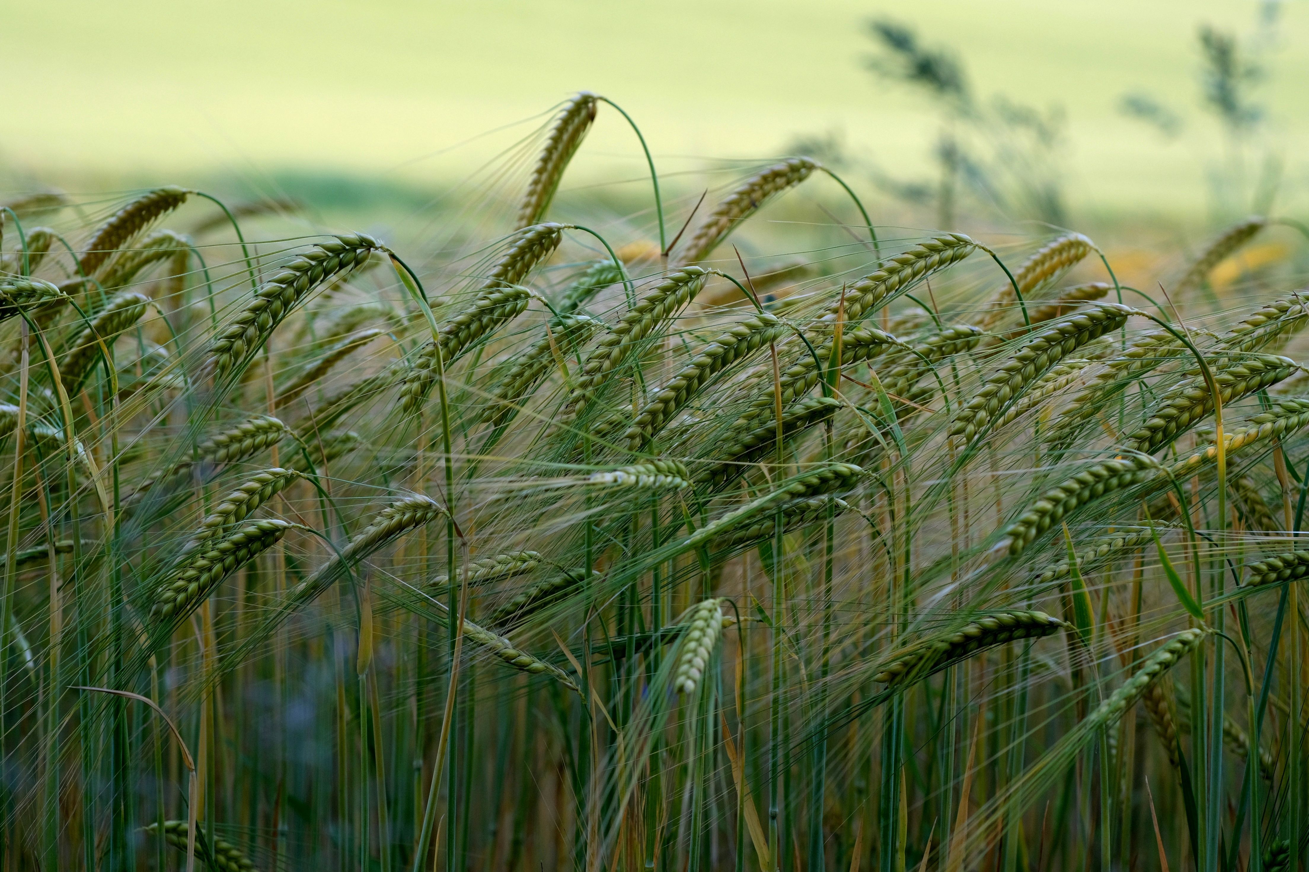 Fresh Agriculture Products